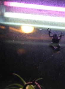 Frog on a window pane